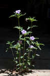 Carolina wild petunia